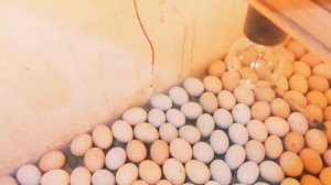 Инкубатор - что делать если отключили электричество