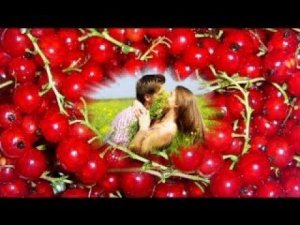 Захмелела красная смородина...