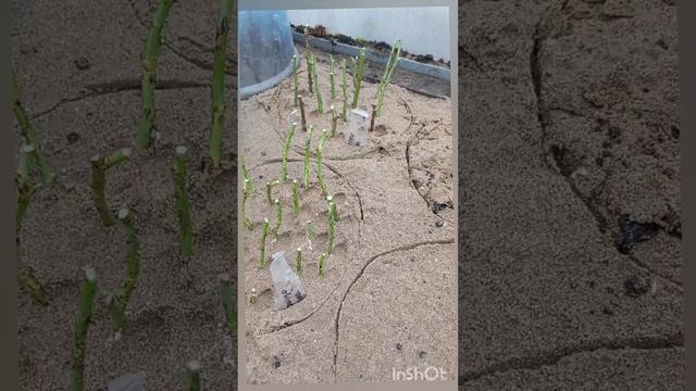 Черенкование роз. смотреть онлайн