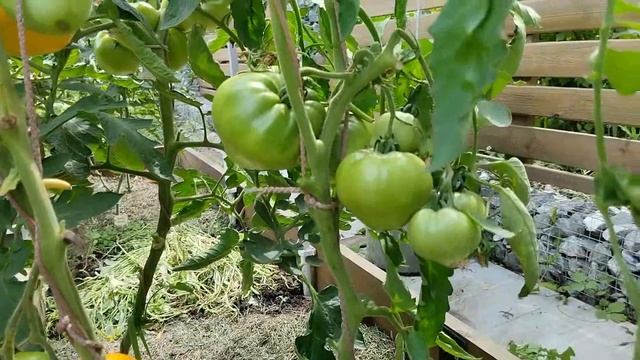 Томат Золотые купола. Красивый цвет, хороший вкус!