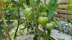 Томат Золотые купола. Красивый цвет, хороший вкус!