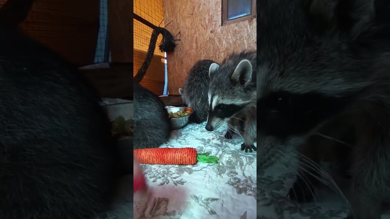 #ямыилюша #raccoon #помощьбездомнымживотным #анапа #море #reels смотреть онлайн