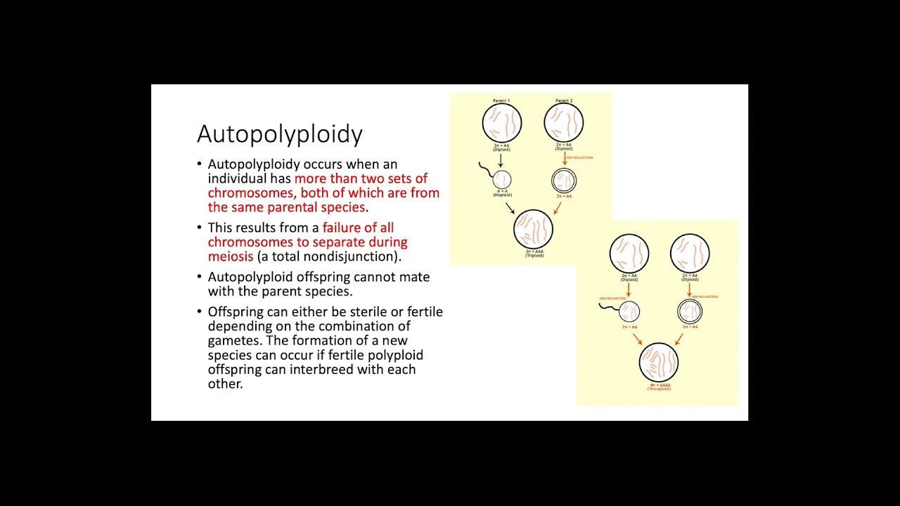 Polyploidy смотреть онлайн