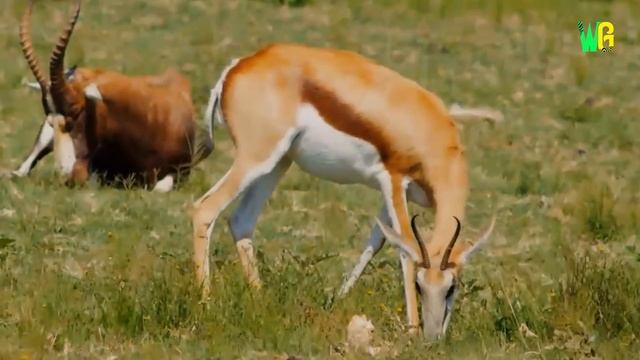 सहारा के रेगिस्तान में पाए जाने वाले जानवर | Animals Found in Sahara Desert смотреть онлайн