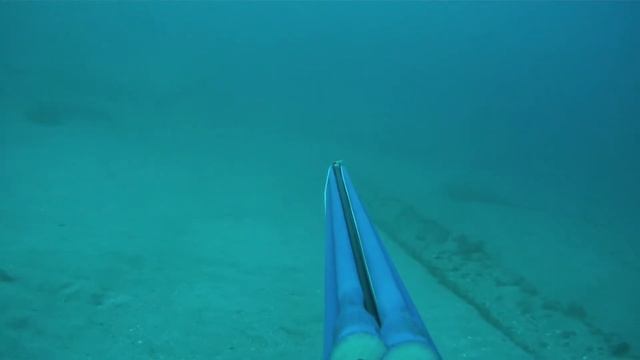 01/28/2011 Lemon Shark Dive смотреть онлайн
