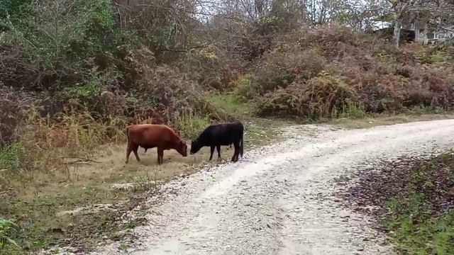 Абхазская коррида смотреть онлайн