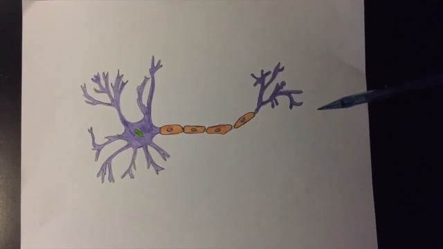 Model the Propagation of an Action Potential Down an Axon of a Neuron Part 2 смотреть онлайн