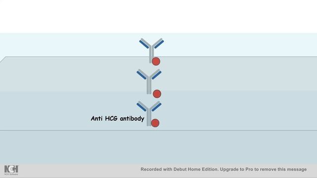 How Pregnancy test works? (antigen -antibody interaction : Immunology) смотреть онлайн