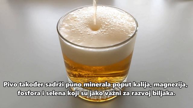 Krastavci i rajčice najbrže rastu kada im date ovu organsku prihranu! смотреть онлайн