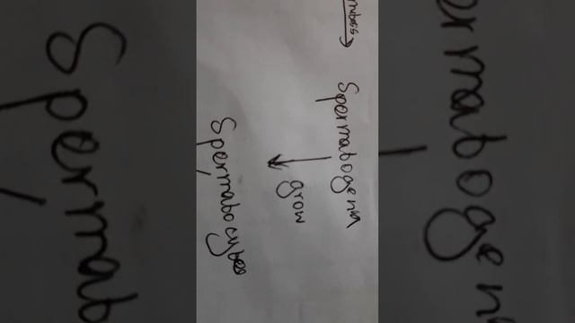 IB Biology 11.4 Spermatogenesis смотреть онлайн