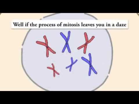 The mitosis song смотреть онлайн