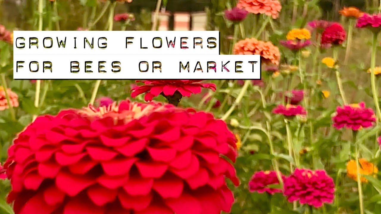 Growing Flowers for Bees or Market смотреть онлайн