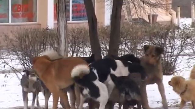 Собачья свадьба в День Святого Валентина. Агрессивное поведение стаи собак в брачный период. смотреть онлайн