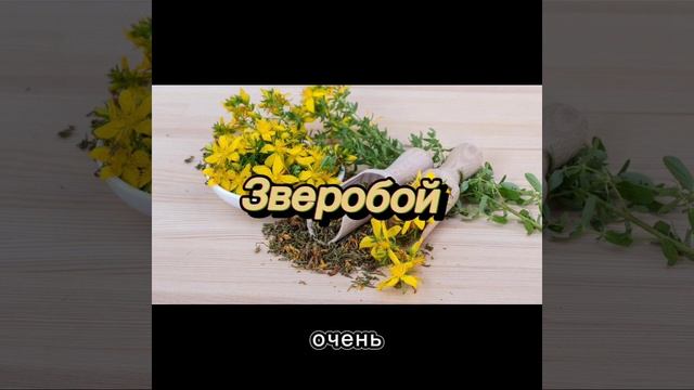 Противопаразитарные растения.Глисты, паразиты, грибки, кандиды. Часть 1 смотреть онлайн