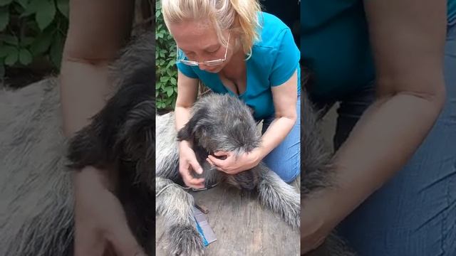 груминг часть 1