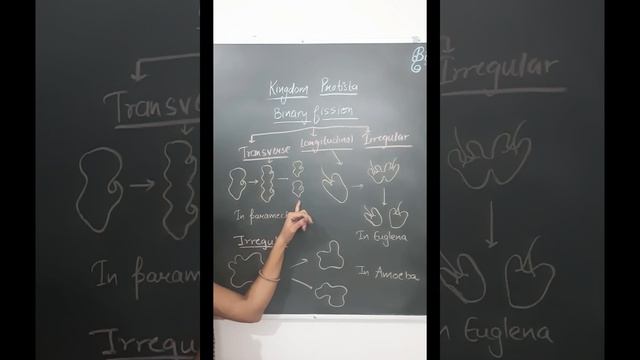 Types of Binary fission in Protista #biology #biologicalclassification #neet2024 смотреть онлайн