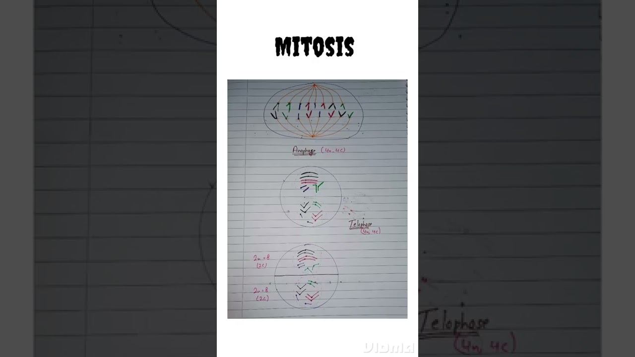 Mitosis | Cell division | NCERT | Life science. смотреть онлайн