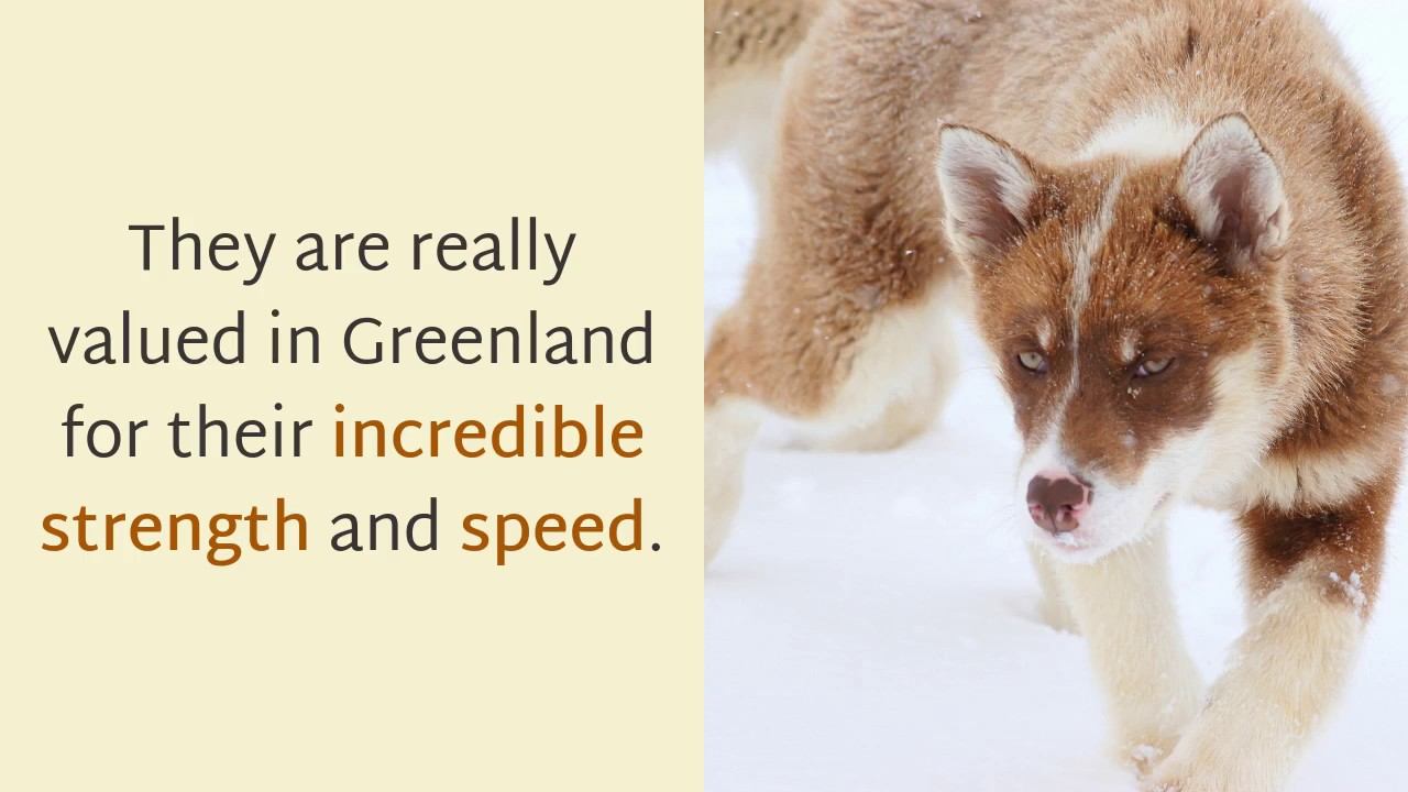 10 Amazing Facts You Should Know About Greenland Dog смотреть онлайн