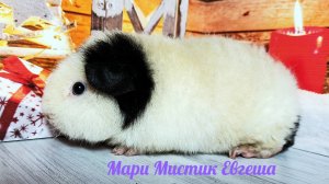 Мари Мистик Евгеша ( Няша + Бонус) #морские_свинки #американский_тедди #морскаясвинка