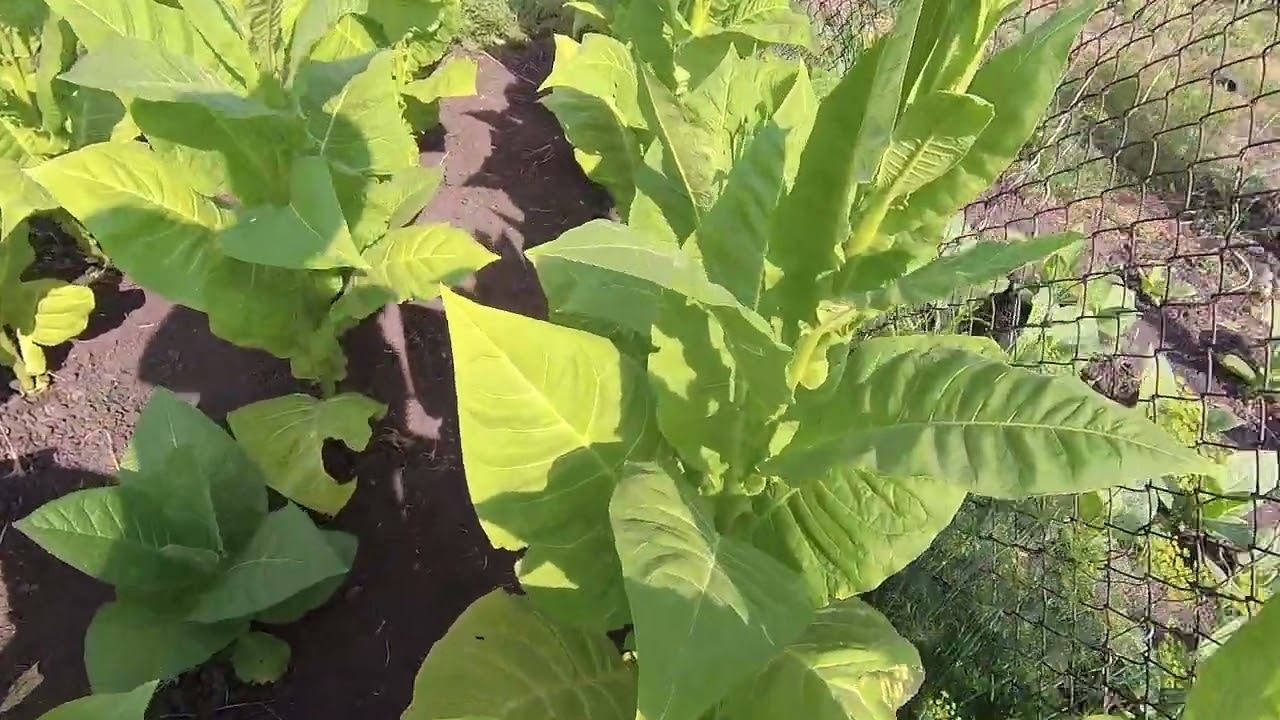 обзор сортов табака по заболеваниям и устойчивости к ним часть-4 смотреть онлайн