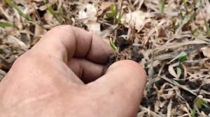 Открытие сезона 2023/поиск монет с металлоискателем/Golden mask 6. #7