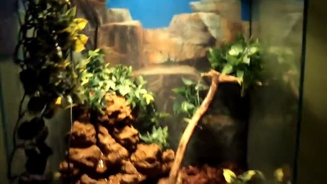 Kiwi-Exo-Terra смотреть онлайн