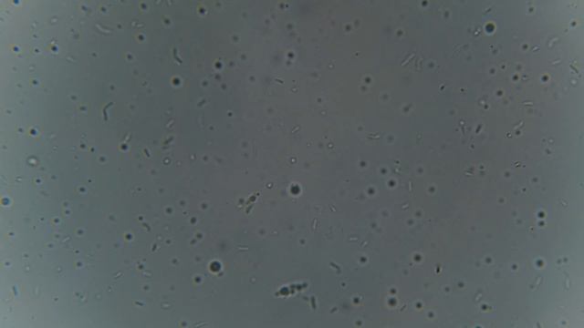 Bacillus thuringiensis, var. kurstaki (Z-52) 48 hours in a magnetic stirrer at 30°C смотреть онлайн