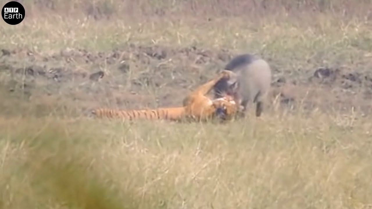 Tiger Attack Wild Boar - Who Will Win | ATP Earth смотреть онлайн