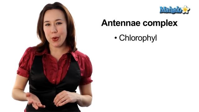 Learn Biology: Cells—Chloroplasts смотреть онлайн