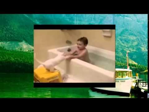 Малый притопил кота, смешное видео с животными смотреть онлайн