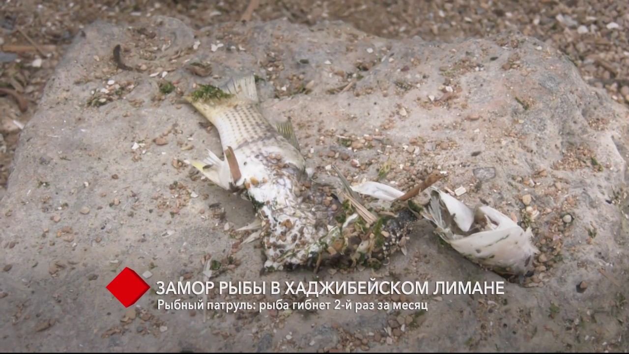 Замор в Хаджибейском лимане: рыба гибнет второй раз за месяц смотреть онлайн