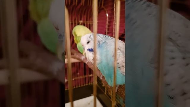 Голубчик. 21.10.19 смотреть онлайн