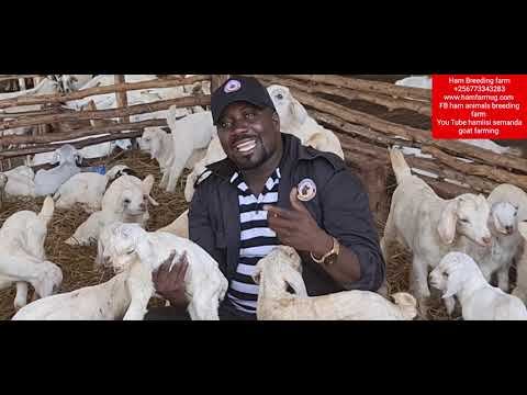 How to manage goats kids from one day up to one month by hamiisi semanda +256773343283 смотреть онлайн