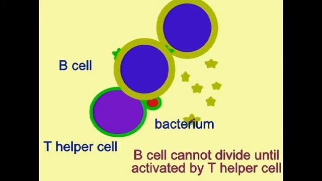 AP2 EXAM 2: T HELPER CELL INTERACTIONS.avi смотреть онлайн