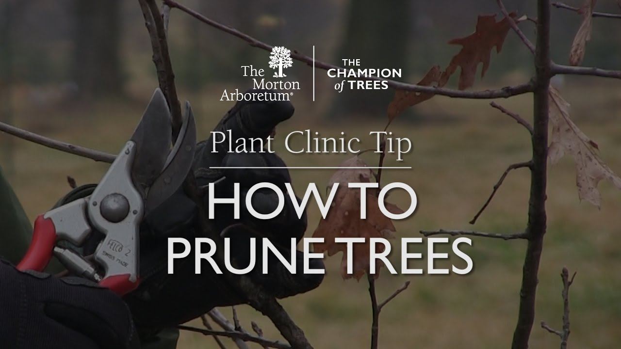 Plant Clinic Tip: How to prune trees смотреть онлайн