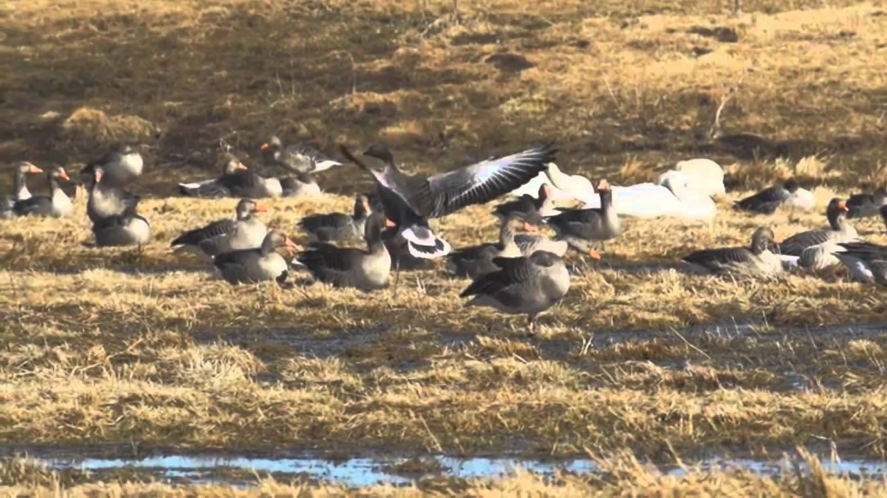 Seelenflügel смотреть онлайн