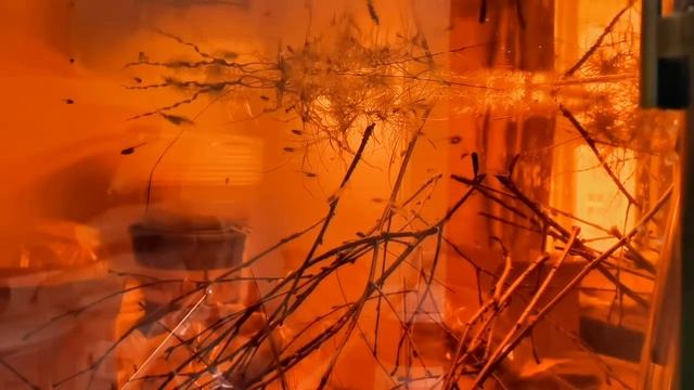 trochilocharax ornatus смотреть онлайн