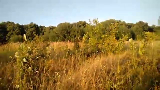 Тест камеры + сбор трав ) смотреть онлайн