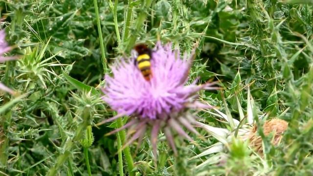 Cyprian Donkey Thistle - (Onopordum cyprium Eig) - Γαουράγκαθθος - Endemic to Cyprus смотреть онлайн