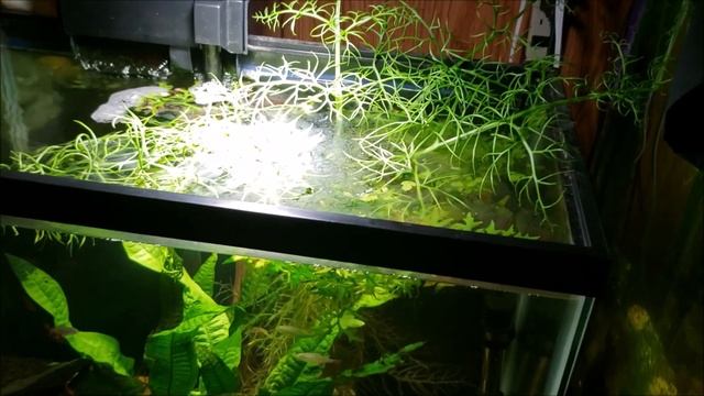 Does Atmospheric CO2 Affect Aquatic Plant Growth Or pH? смотреть онлайн