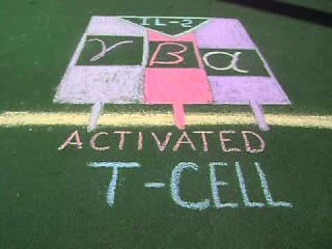 "Immunology", Activated T Cells Synthesize the T Cell Growth Factor Interleukin 2 and Its' Receptor смотреть онлайн