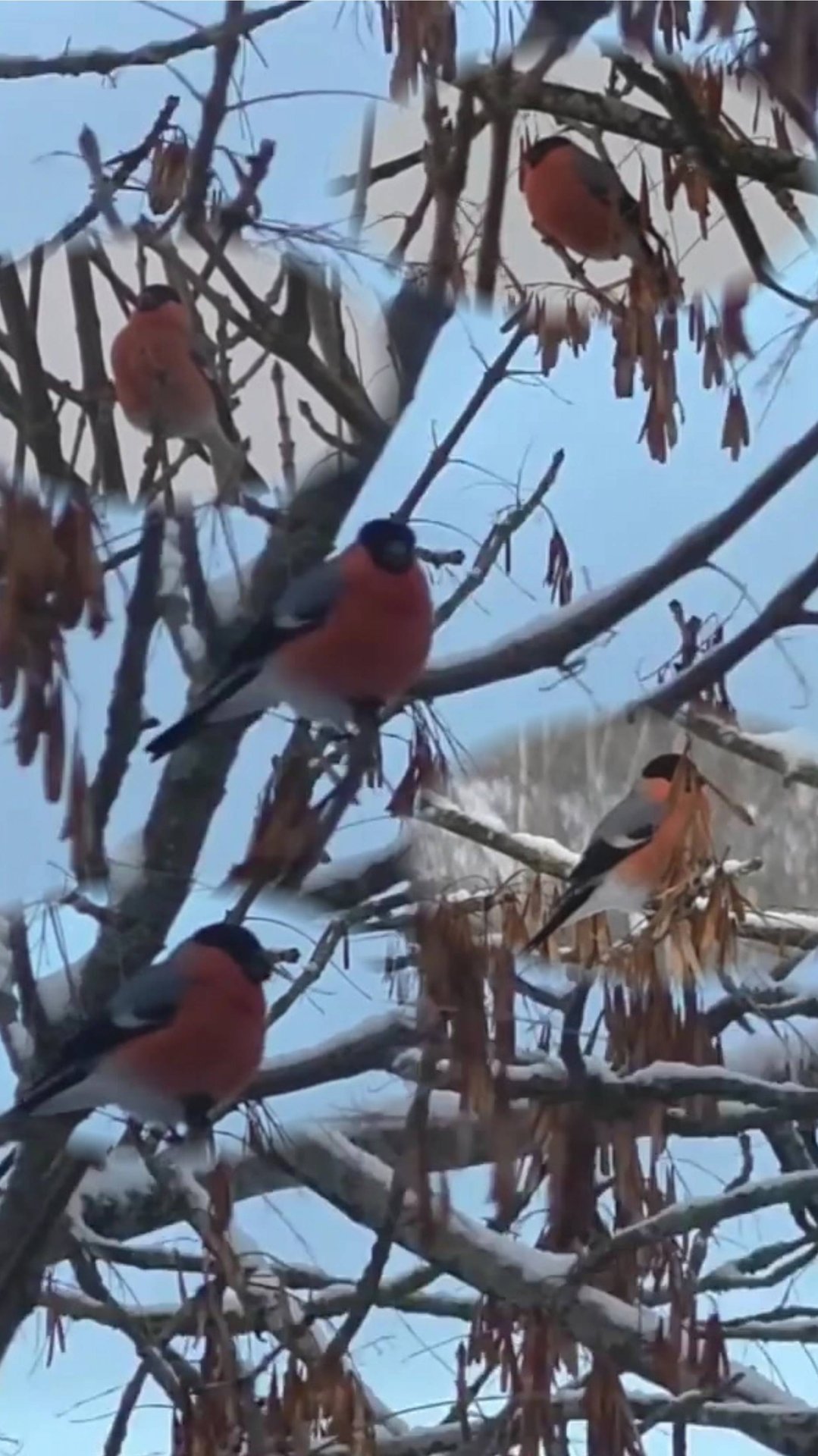 Снегири прилетели!!! Ноябрь. Ясень.