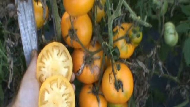 Azoychka Russian Heirloom Tomato смотреть онлайн