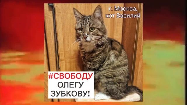 Пушистый флешмоб в поддержку О.А. Зубкова. Часть 1 смотреть онлайн