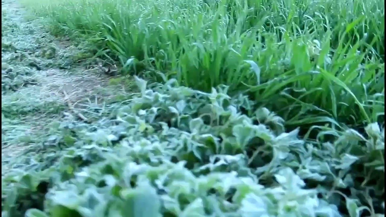 Здесь украли солнечную батарею. Март 2020/ Mon panneau solaire a été volé ici. Mars 2020. Ostwald. смотреть онлайн
