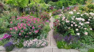 Роза шраб Клэр Ренессанс (Clair Renaissance) выведена Poulsen, Дания в 1997 г. #южныйсад#розынаюге