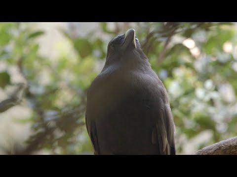 First ‘Alalā of 2016 Hatches at Hawaiian Bird Center смотреть онлайн