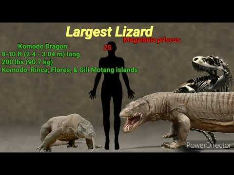 Living Vs Extinct Animals Size Comparison Part 1 смотреть онлайн