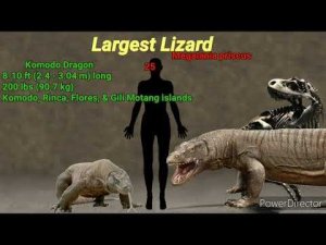 Living Vs Extinct Animals Size Comparison Part 1