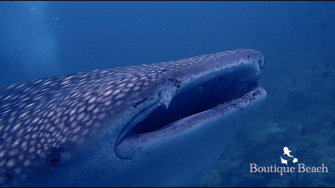 04.11.22 - Whale Shark Diving - Dives at Dhidhdoo North Beyru & Lux South Beyru смотреть онлайн
